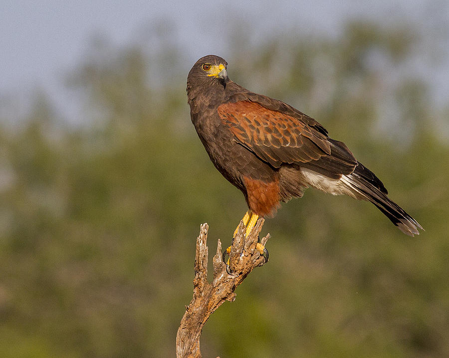 Harris's Hawk Photograph by Danny Pickens