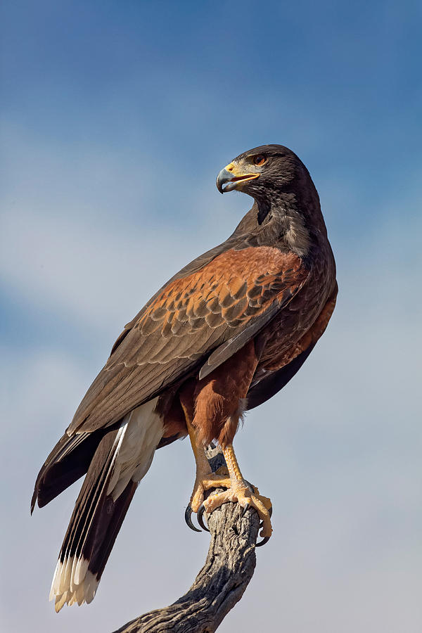 Harriss Hawk Photograph by E.r. Degginger