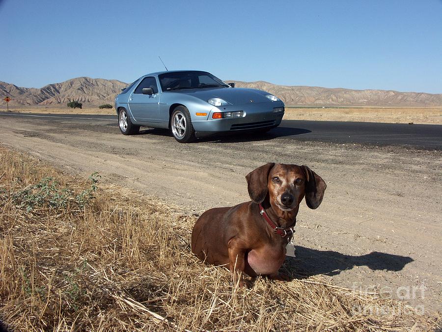 Dog Photograph - Harry and the Porsche by Wylder Flett