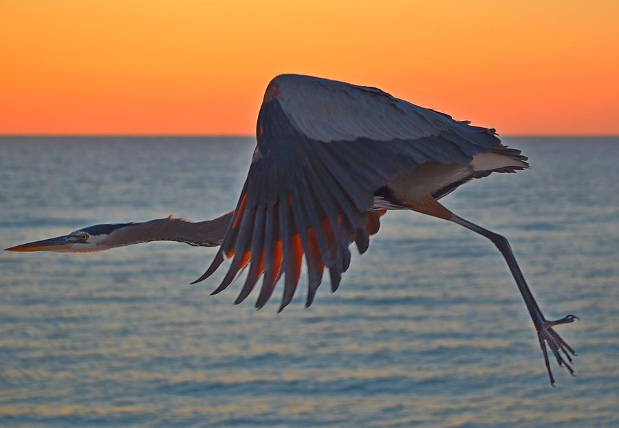 Harry the Heron In Flight Close-Up at Sunrise on Navarre Beach Photograph by Jeff at JSJ Photography
