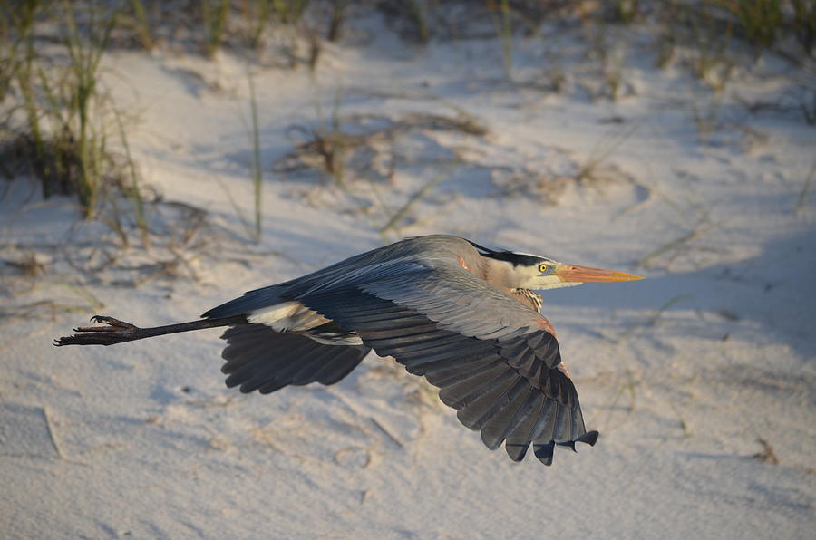Harry the Heron Low-Level Fly-By on Navarre Beach Photograph by Jeff at JSJ Photography