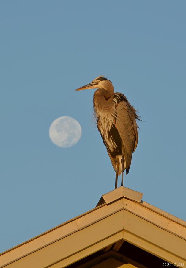 Harry the Heron Ponders a Trip to the Full Moon Photograph by Jeff at JSJ Photography