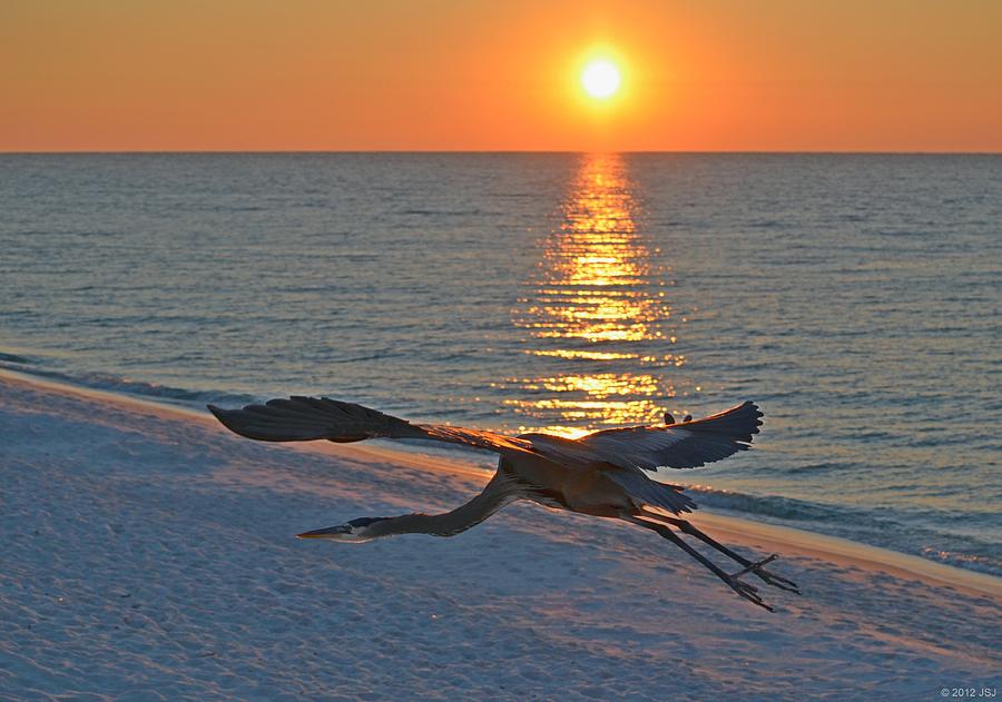Harry the Heron Takes Flight to Reposition His Guard over Navarre Beach at Sunrise Photograph by Jeff at JSJ Photography
