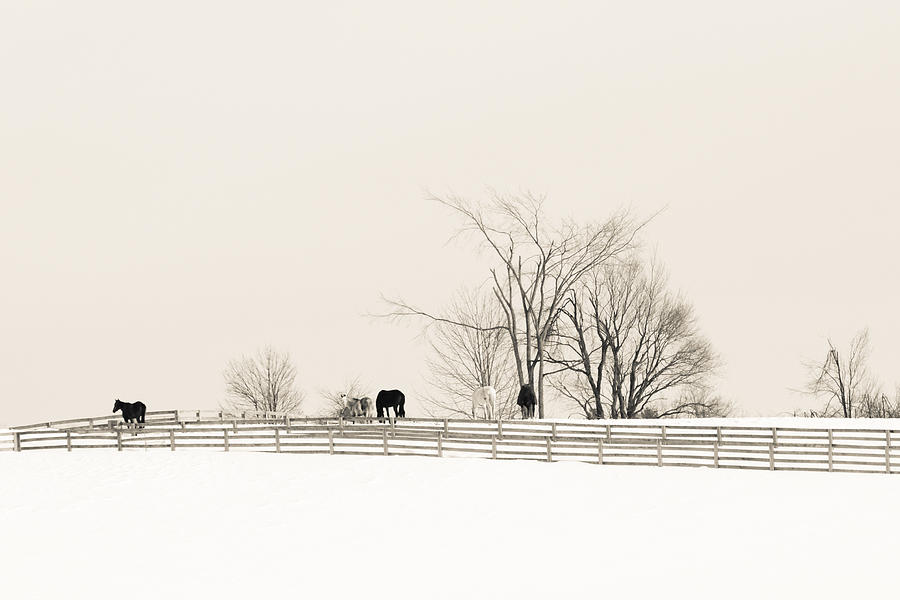 Horse Farm #3 Photograph by Nick Mares