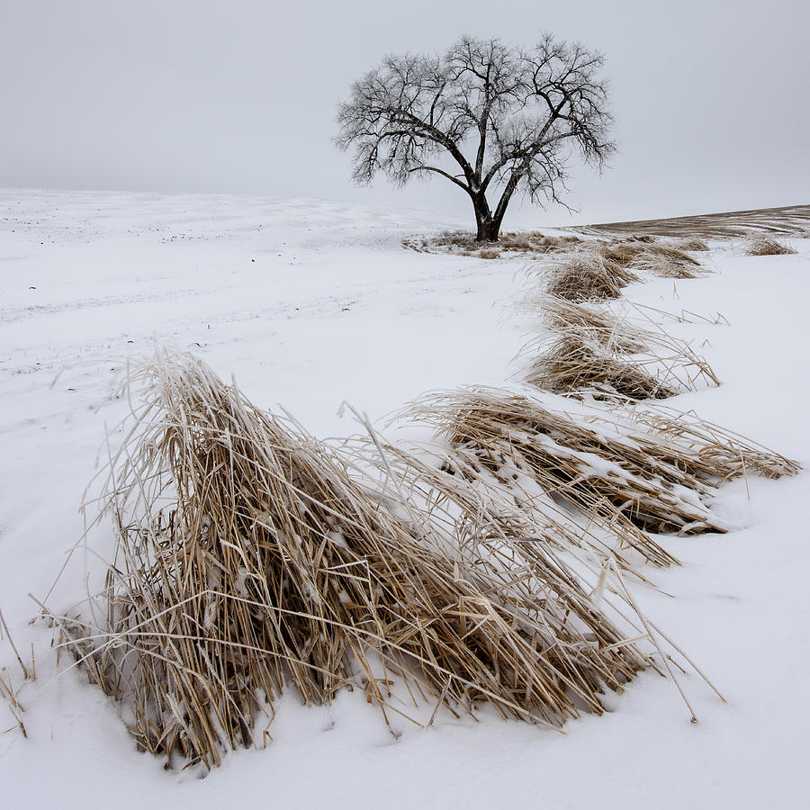 Winter Photograph - Harsh Life by Dan Mihai