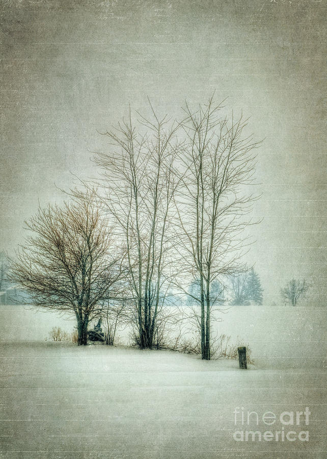 Winter Photograph - Harsh by Pamela Baker