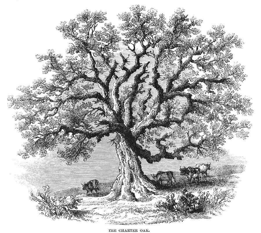 Hartford Charter Oak Drawing by Granger - Fine Art America