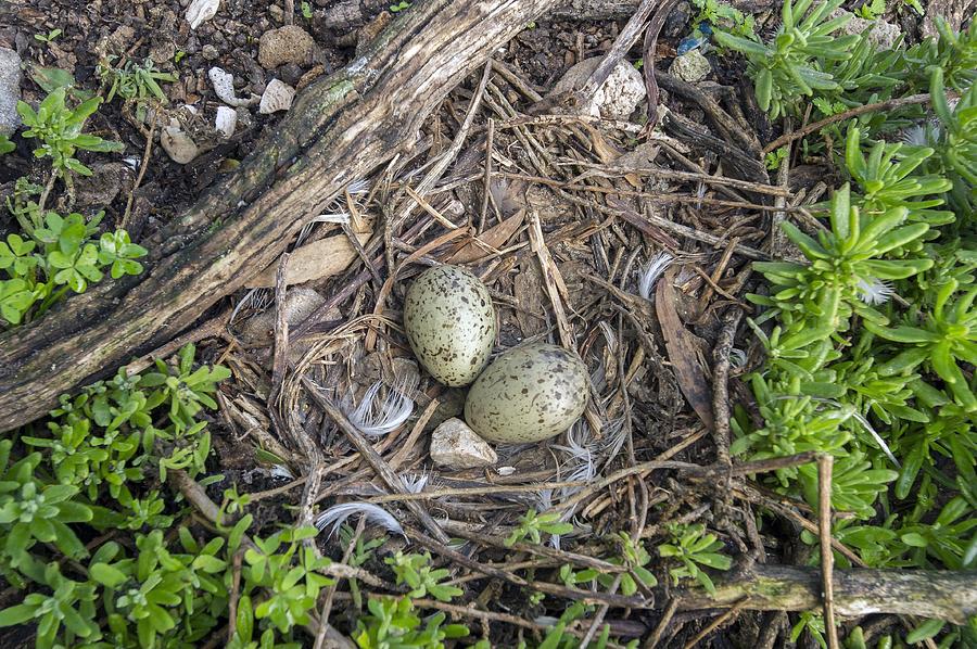 Animal Photograph - Hartlaubs gull eggs in a nest by Science Photo Library