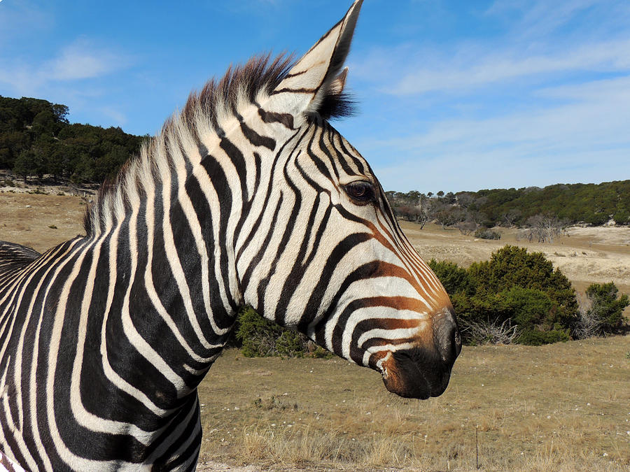 Hartmanns Mountain Zebra - Profile Photograph by Jayne Wilson