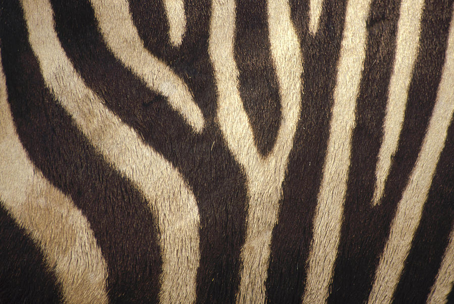 Hartmanns Mountain Zebra Stripes Photograph by Gerry Ellis