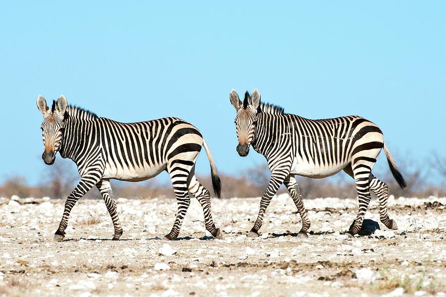 Nature Photograph - Hartmanns Mountain Zebra by Tony Camacho