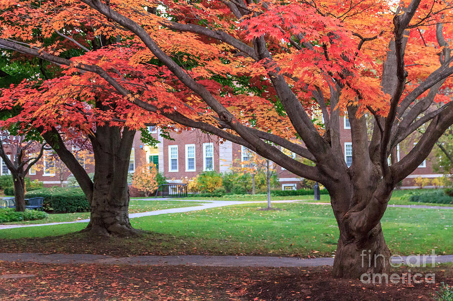 Harvard Fall Foliage Photograph by Jannis Werner Fine Art America