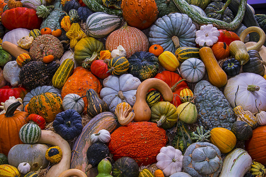 Pumpkin Photograph - Harvest Abundance by Garry Gay