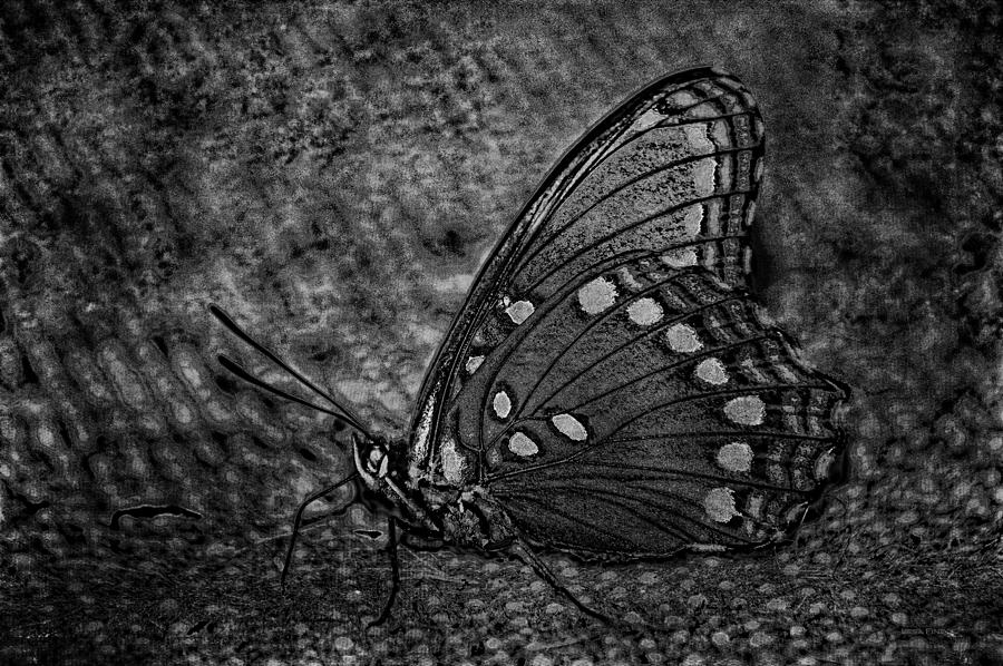 Harvest Butterfly 2 BW Mixed Media by Lesa Fine