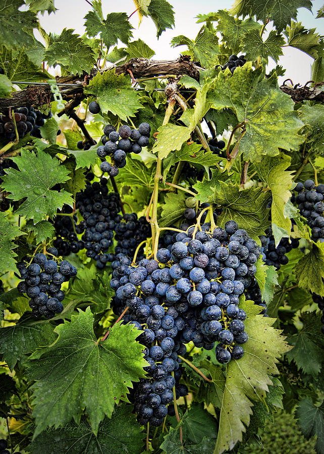 Grape Photograph - Harvest DiVine by Cricket Hackmann