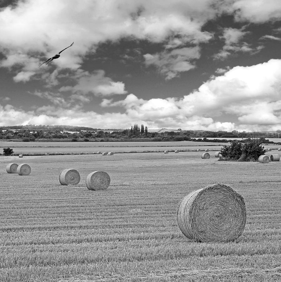 Harvest Fly Past Black and White Square Photograph by Gill Billington