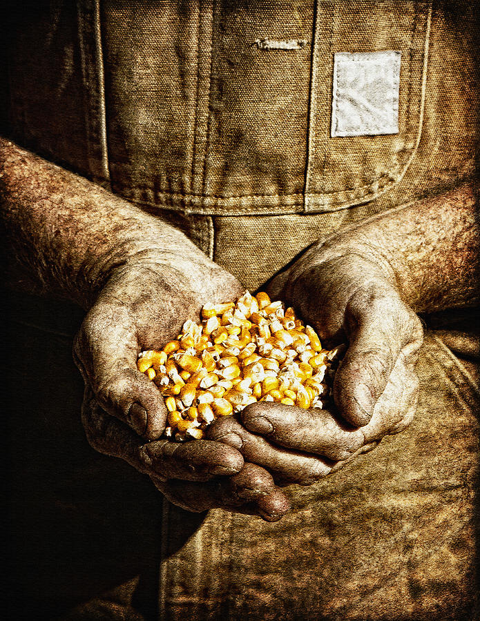 Harvest in His Hands Photograph by Lincoln Rogers