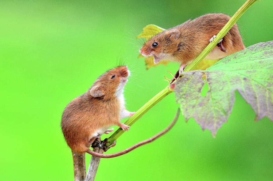 Harvest Mice On Guelder Rose Photograph by Science Photo Library Harvest Mice On Guelder Rose Photograph by Science Photo Library