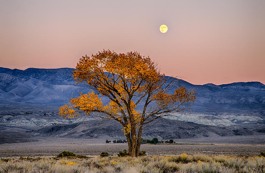 Fall Photograph - Harvest Moon by Cat Connor