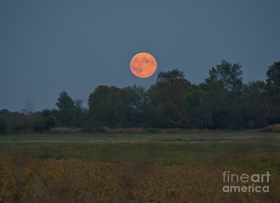 Harvest Moon Photograph by Cheryl Baxter