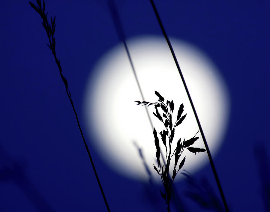 Moonrise Photograph - Harvest Moon by Jim Garrison