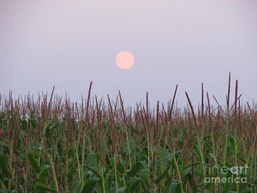 Harvest Moon Photograph by Michael Krek