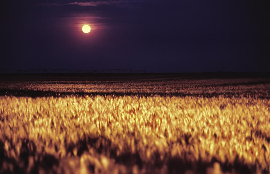 Harvest Moon over Kansas Photograph by Jason Politte