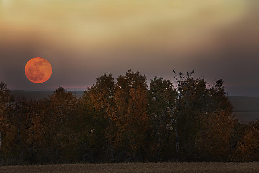 Harvest Moon rising over Autumn trees with birds perched on them Photograph by Ambre Haller