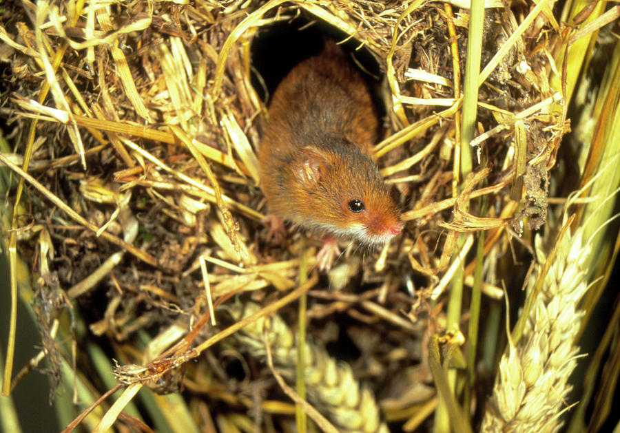 Harvest Mouse Photograph by Andy Harmer/science Photo Library