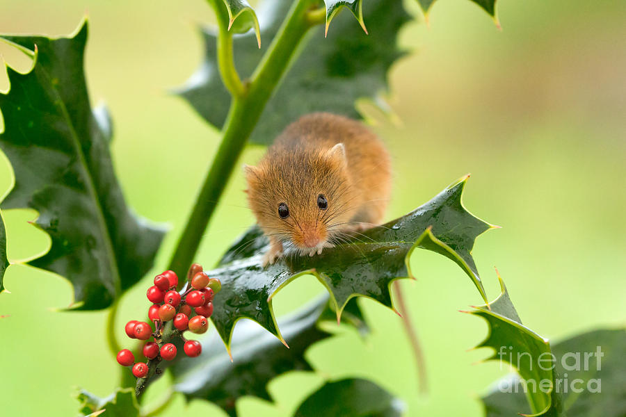 Harvest Mouse at Christmas Photograph by Louise Heusinkveld