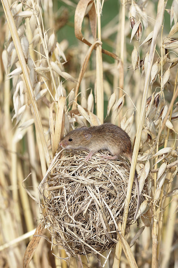 Harvest Mouse At Nest Photograph by M. Watson