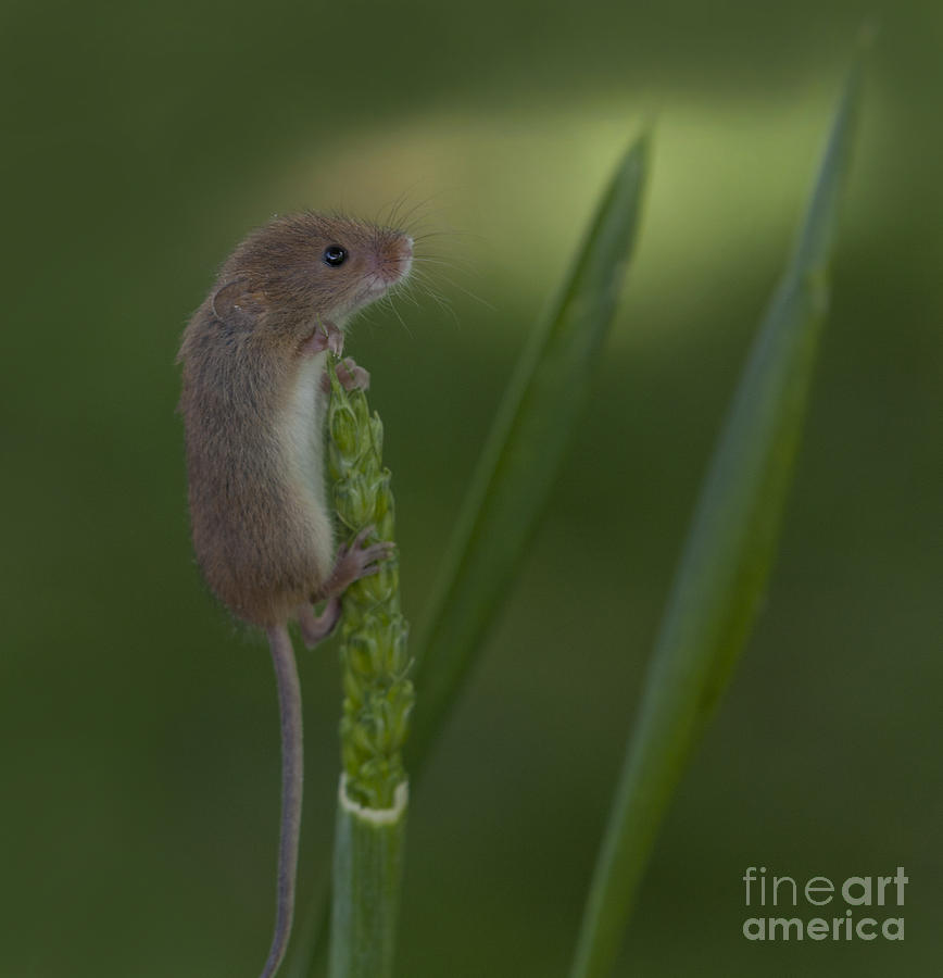 Harvest Mouse Climbing Grass Photograph By Philip Pound - Fine Art America