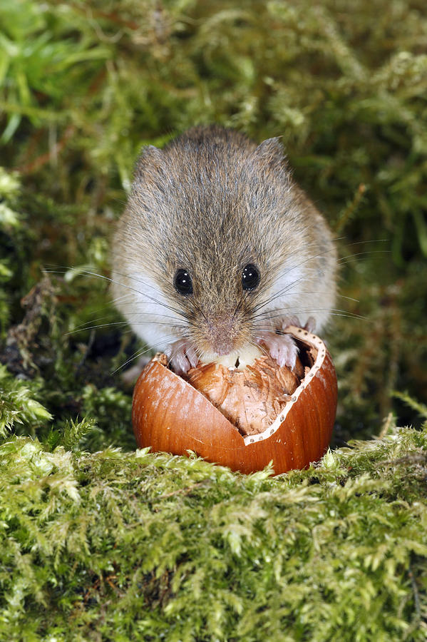 Harvest Mouse Eating Hazelnut Germany Photograph by Duncan Usher