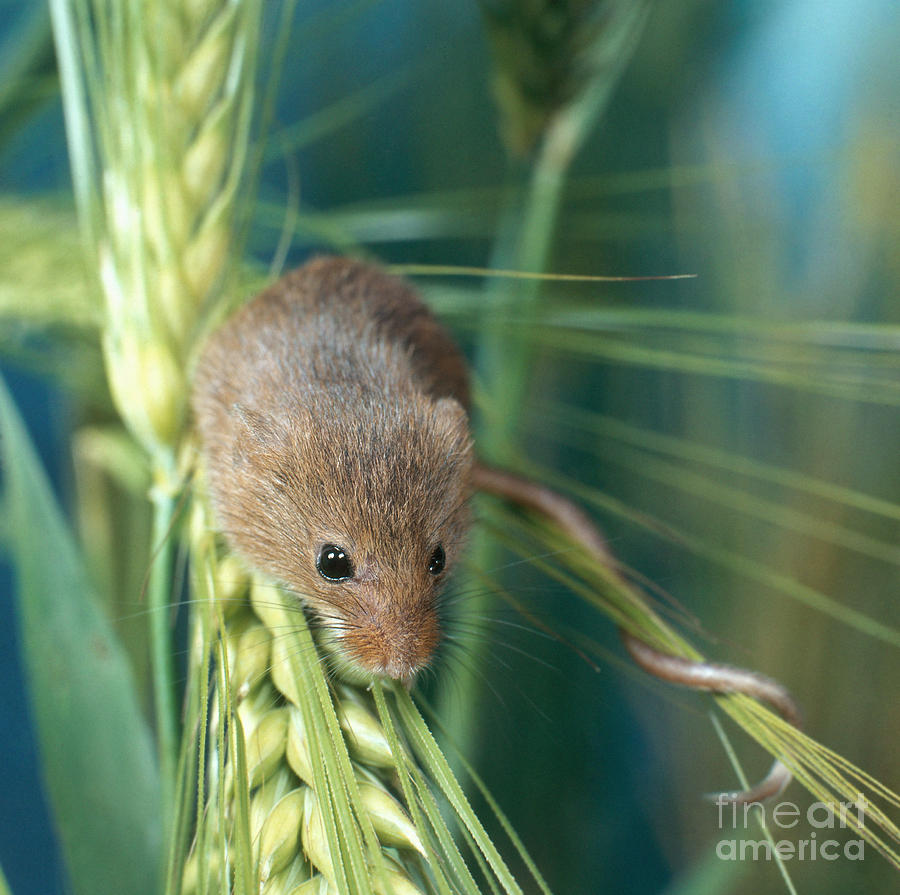 Harvest Mouse Photograph by Hans Reinhard