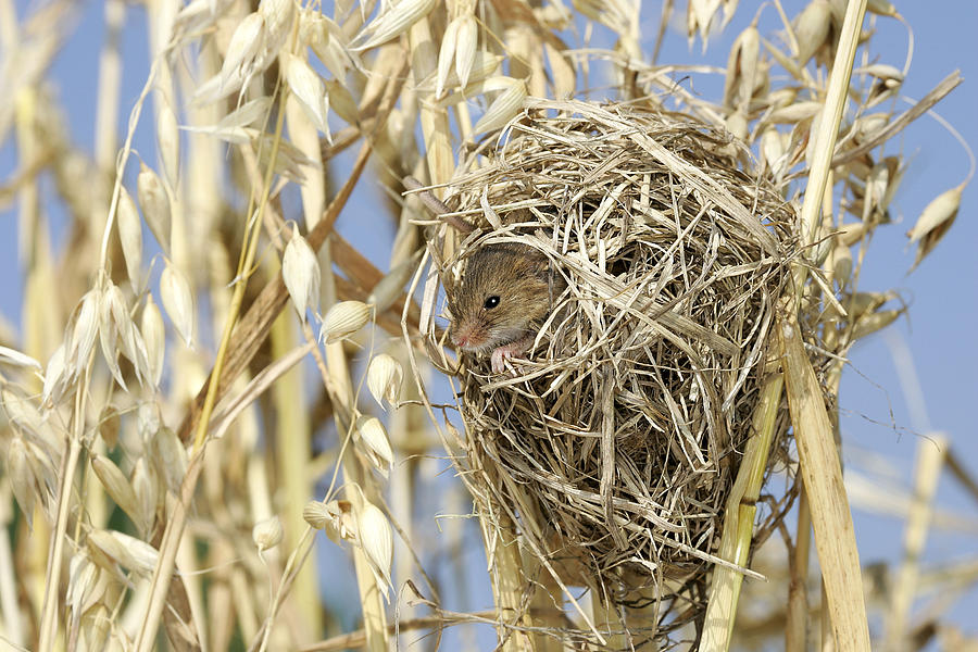 Harvest Mouse In Nest Photograph by M. Watson