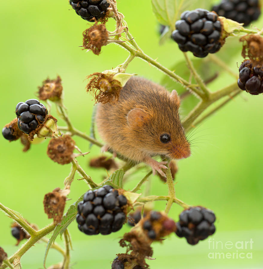 Harvest mouse on a bramble stem Photograph by Louise Heusinkveld