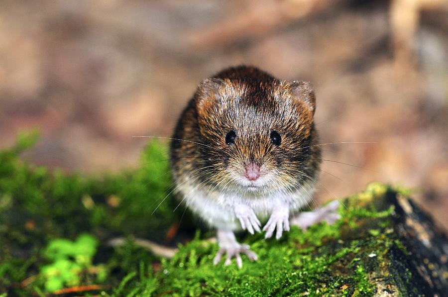 Harvest mouse Photograph by Science Photo Library - Fine Art America