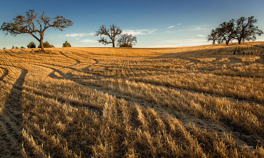 Landscape Photograph - Harvest Shadows by Tim Bryan
