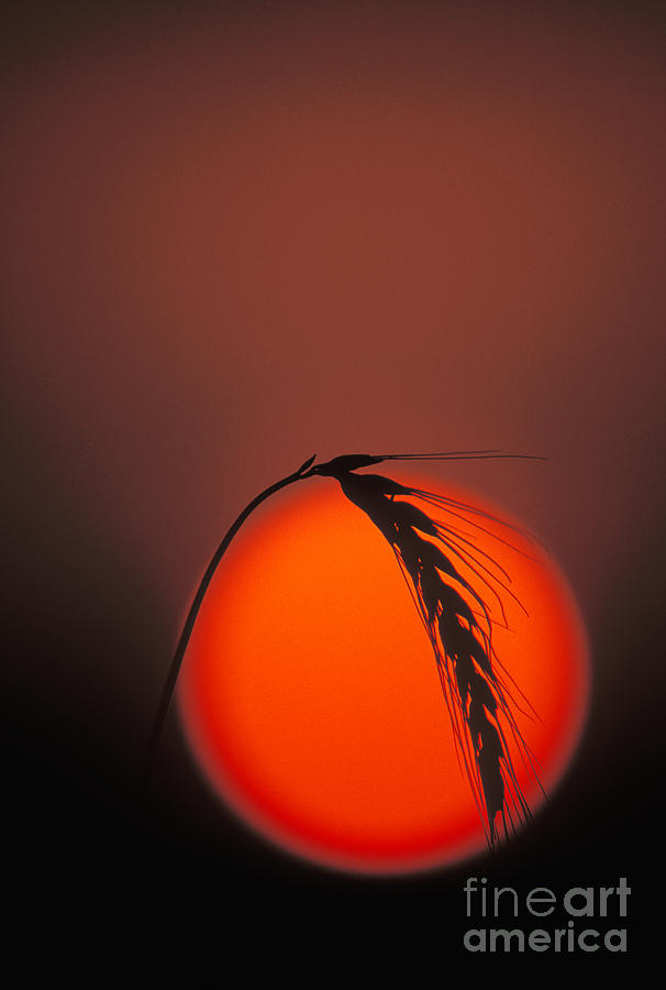 Harvest Sunset - FS000416 Photograph by Daniel Dempster