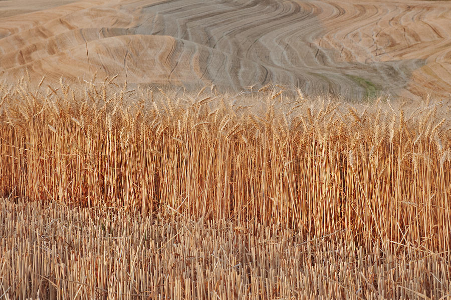 Harvest Time Photograph by Doug Davidson