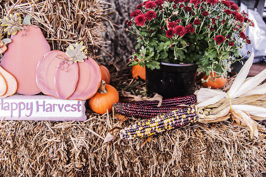 Harvest Time Photograph by Elvis Vaughn