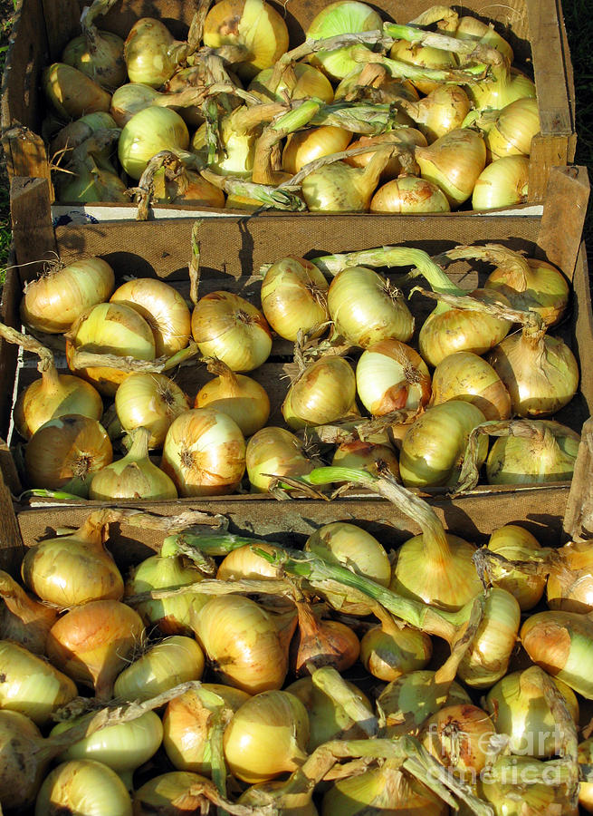 Vegetable Photograph - Harvest Time. Onions. by Ausra Huntington nee Paulauskaite