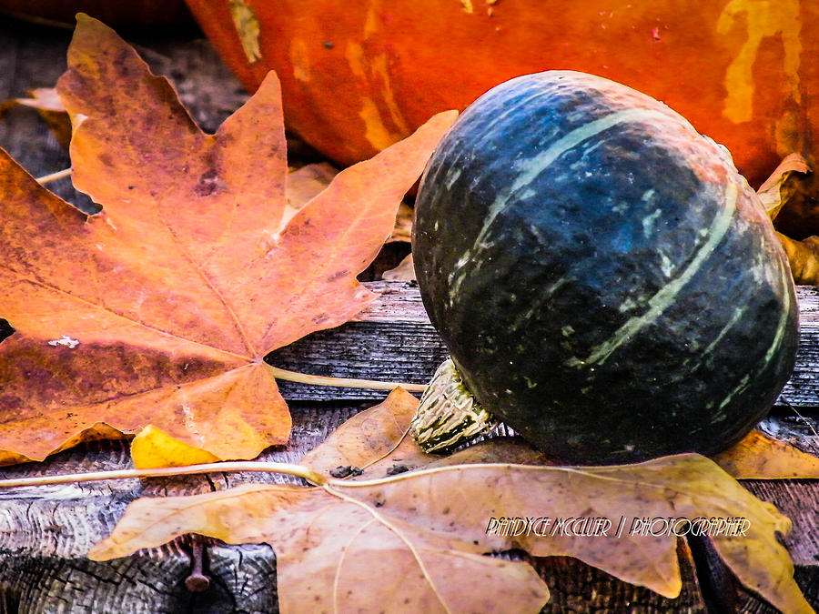 Pumpkin Photograph - Harvest Time by Pandyce McCluer