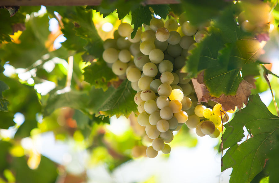 Harvest Time. Sunny Grapes IV Photograph by Jenny Rainbow