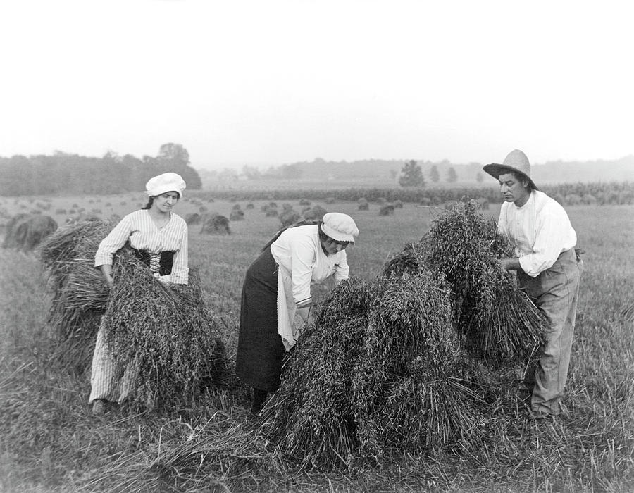 Harvest Time Photograph by Underwood Archives