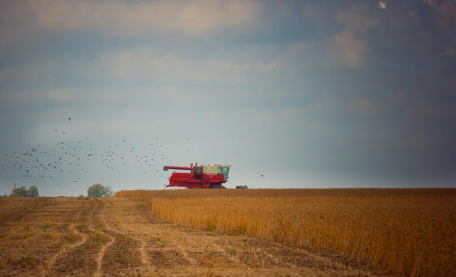Harvest Time Photograph by Virginia Folkman