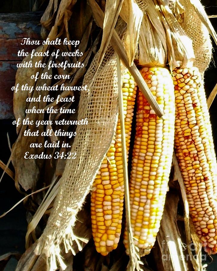 Harvest - Verse Photograph by Anita Faye