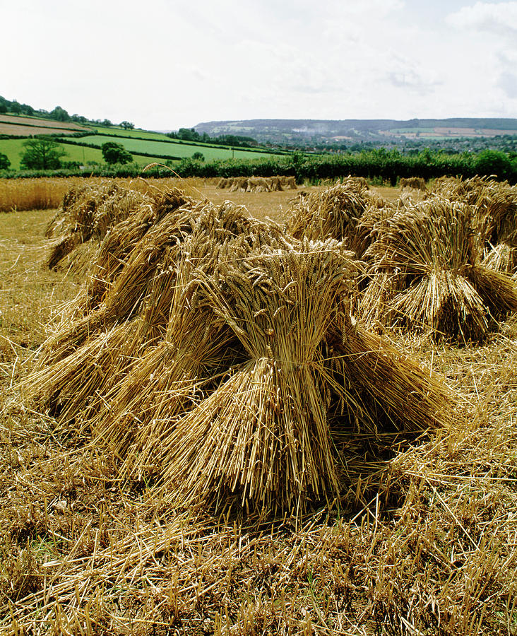 Farm Photograph - Harvested Cereal Crop by Tony Craddock/science Photo Library