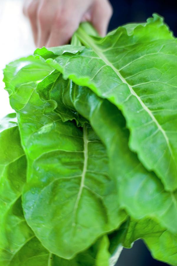 Spinach Photograph - Harvested Perpetual Spinach by Ian Hooton/science Photo Library