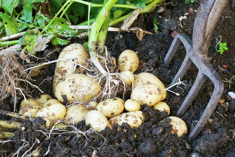 Harvested Potatoes Photograph by Science Photo Library Harvested Potatoes Photograph by Science Photo Library